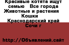 Красивые котята ищут семью - Все города Животные и растения » Кошки   . Краснодарский край,Сочи г.